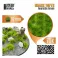 Grass TUFTs XXL 12mm - REALISTIC GREEN