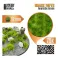 Grass TUFTs XXL 12mm - REALISTIC GREEN