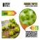 TUFTS ight Green Shrub TUFT