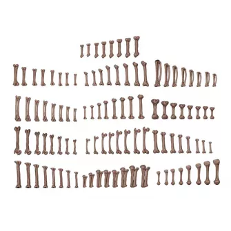 Warhammer pribor i oprema - Wargame Scenery: Human Bones