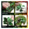 Printed Plants - NINFEA plant (laser cut)