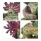 Spearhead: Maggotkin of Nurgle: Bubonic Cell