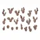 Plants: Nopal Cactus