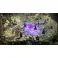 PS5 Warhammer 40,000: Rogue Trader - Voidfarer Edition