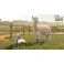 PS5 Farming Simulator 25 - Beans & Alpacas Edition
