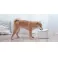 Mi Smart Pet Fountain EU