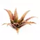 Laser Plants - Red Aloe