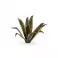 Laser Plants - Agave