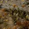 Laser Plants - Agave