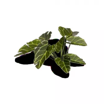 Warhammer pribor i oprema - Laser Plants - Elephant Ear