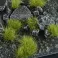 Dry Green 6mm - Wild
