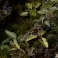 Laser Plants - Elephant Ear