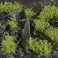 Dark Green Shrubs - Wild