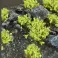 Green Shrubs - Wild