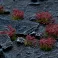 Dark Purple Flowers - Wild