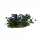 Blue Flowers - Wild
