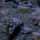Violet Flowers - Wild