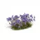 Violet Flowers - Wild