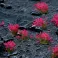 Pink Flowers - Wild