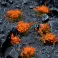 Orange Flowers - Wild