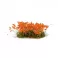 Orange Flowers - Wild