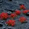 Red Flowers - Wild