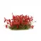 Red Flowers - Wild