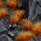 Alien Fire Tuft 6mm - Wild
