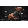 PS4 AEW: Fight Forever