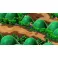 Switch Super Mario RPG
