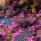 Tiny Tufts Alien Neon - Tiny