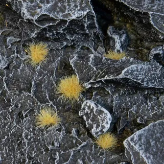 Warhammer pribor i oprema - Tiny Tufts Beige - Tiny