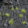 Tiny Tufts Light Green - Tiny