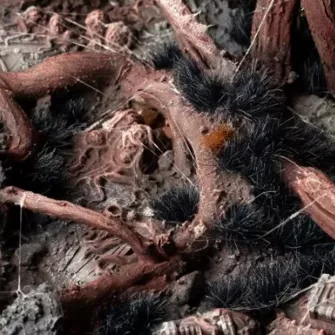 Warhammer pribor i oprema - Alien Void 6mm - Wild