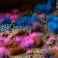 Mystic Nebulae Set - Wild