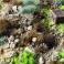 Toxic Waste Set - Wild