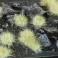 Winter 5mm - Small