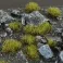 Swamp 4mm - Wild